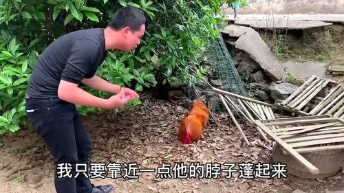 兩年家禽會追人咬，你以為很熟悉，其實得小心了