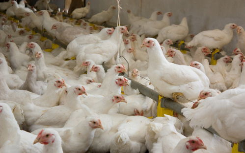 肉雞價格強勢破4 養殖利潤大漲341% 如今能補欄嗎